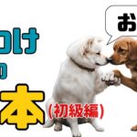 犬を飼ったら最初に教える基本のしつけ