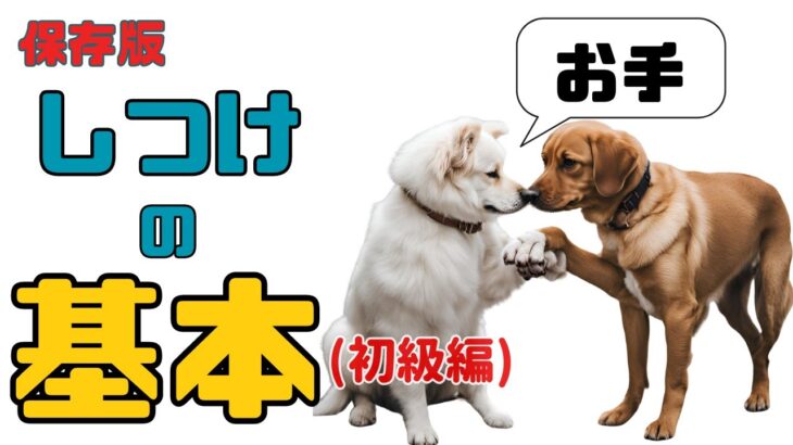 犬を飼ったら最初に教える基本のしつけ