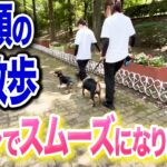 【犬しつけ】多頭で散歩に行く時はコレを気をつけてください【ドッグトレーナー解説】