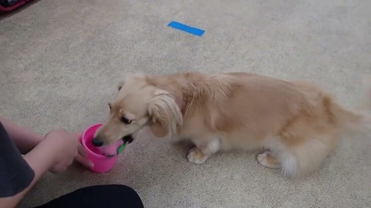 犬の幼稚園 凜ちゃんとトレーニング