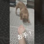 お手が荒いモコさんwww#しつけ#犬