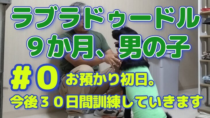 ラブラドゥードル　仔犬　しつけでお預かり初日　＃0