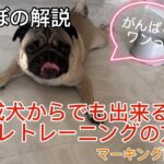 【第2回】まだ間に合う！成犬からでも出来るトイレトレーニング！！マーキング防止も！