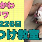 ぶさかわチワワりん。生後226日しつけ教室続編