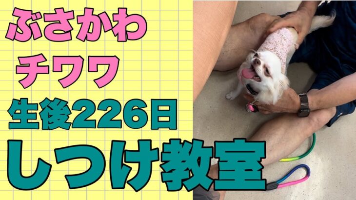 ぶさかわチワワりん。生後226日しつけ教室続編