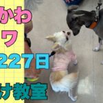 ぶさかわチワワりん。生後227日しつけ教室散歩編