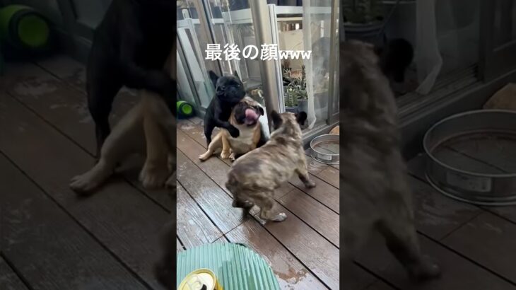 ガチムチ犬3頭による大迫力のブヒレス#フレンチブルドッグ #フレブル #犬のいる生活 #いぬ #大型犬 #しつけ #可愛い #かわいい #おもしろ