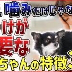 いい子に見えてもトレーニングは必要！しつけが必要なワンちゃんの特徴 3選！