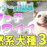 【ぽんこつ】ドッグトレーナーが選ぶ天然系な犬種 3選！