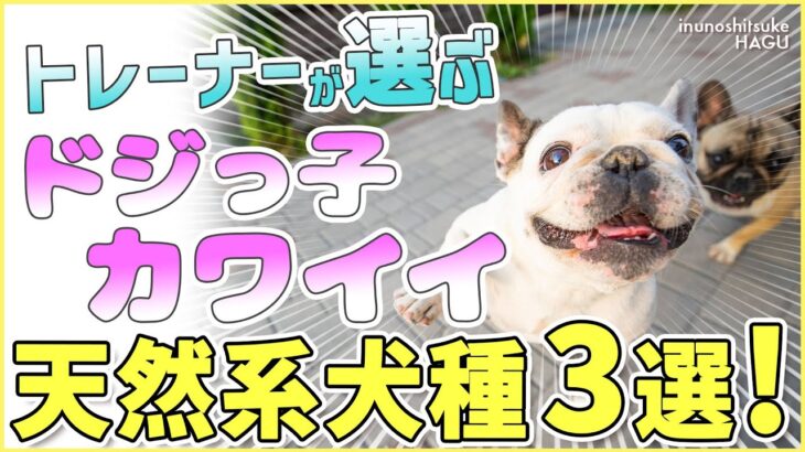 【ぽんこつ】ドッグトレーナーが選ぶ天然系な犬種 3選！