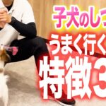 【犬しつけ】子犬を飼う心構え3か条！子犬をこれから飼う人や既に飼っている人は必ず見て！