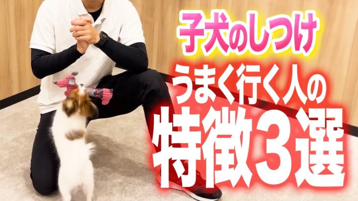 【犬しつけ】子犬を飼う心構え3か条！子犬をこれから飼う人や既に飼っている人は必ず見て！