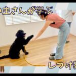 【飼い主さんが学ぶしつけ教室：4回目】バーニードゥードル・おはぎちゃん