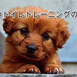 「小型犬のトイレトレーニングのコツ5選！失敗しない秘訣を徹底解説！」