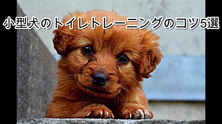 「小型犬のトイレトレーニングのコツ5選！失敗しない秘訣を徹底解説！」