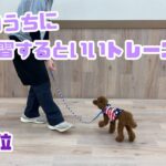 【犬しつけ解説】【子犬のうちに練習するといいトレーニング[第5位]】