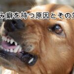 「犬の噛み癖に悩んでいる？原因と対策5選を徹底解説！」