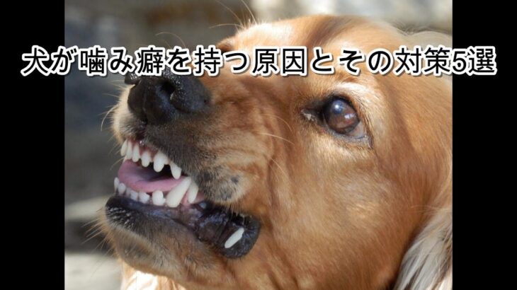 「犬の噛み癖に悩んでいる？原因と対策5選を徹底解説！」