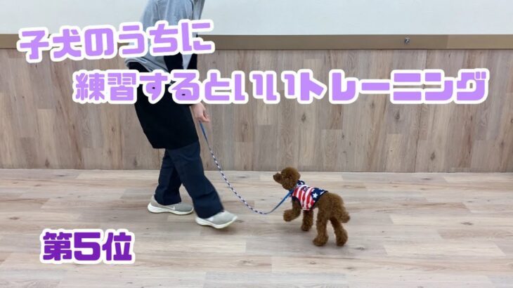 【犬しつけ解説】【子犬のうちに練習するといいトレーニング[第5位]】