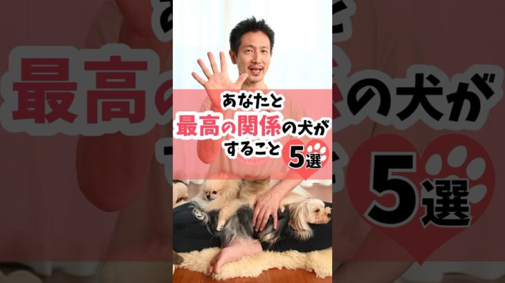 あなたと最高の関係の犬がすること5選#dog #犬のしつけ #犬のいる暮らし