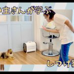 【飼い主さんが学ぶしつけ教室：8回目】ポメラニアン – Tatsu –