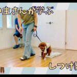 【飼い主さんが学ぶしつけ教室：9回目】トイプードル – Ponzu –