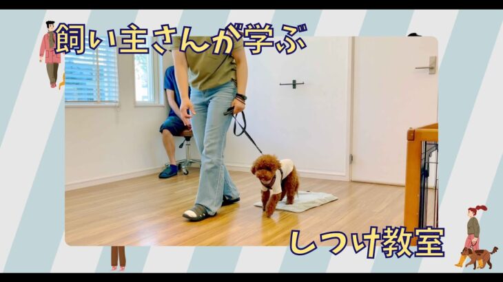 【飼い主さんが学ぶしつけ教室：9回目】トイプードル – Ponzu –