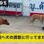 [前半]タイ王国へ犬の調査に行ってきた　DOGGY STATION Vol.195/犬のしつけ・問題行動・犬の心理学・犬の行動学・ドッグビヘイビアリスト