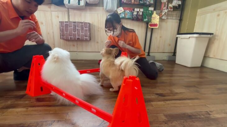 MIX犬の”ナッツくん”とお友達と一緒にトレーニングをしています！