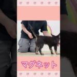 ＃犬のようちえん　＃犬のほいくえん　＃犬お泊りトレーニング　　#子犬しつけ  #しつけ教室 　# MIX犬　＃犬のしつけ　#shorts 　#パピートレーニング