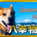 【本気噛みして来る保護犬のトレーニング記録】【ここからが始まり】Season. 2 No. 1