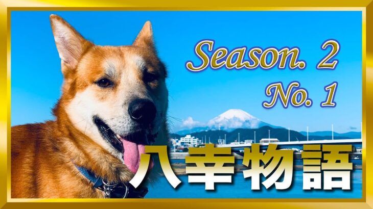 【本気噛みして来る保護犬のトレーニング記録】【ここからが始まり】Season. 2 No. 1