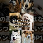 頭の悪い犬ではなくしつけが難しい犬ランキングTOP10