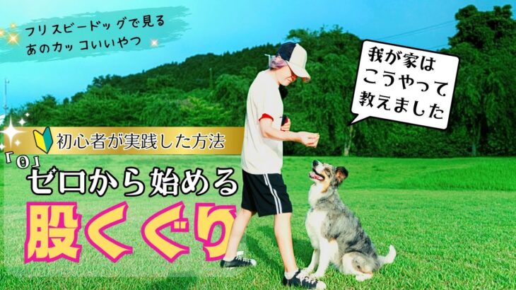 ゼロからはじめるフリスビードッグ【スルー編】我が家の教え方 / ボーダーコリー 家庭犬でも絶対できる♪bordercollie discdog