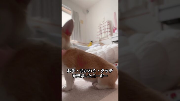 お手、おかわり、タッチを習得したコーギー #corgi #コーギー #コーギー犬 #癒し #puppy #かわいい #vlog #しつけ #多頭飼い