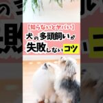 【知らないとヤバい】犬の多頭飼いが失敗しないコツ#dog #犬のしつけ #犬のいる暮らし