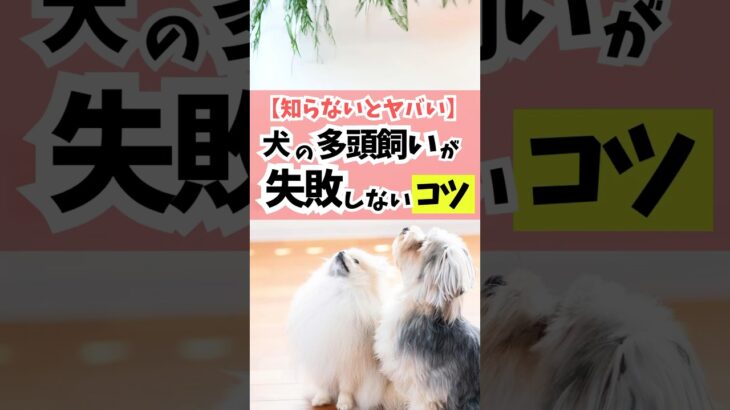 【知らないとヤバい】犬の多頭飼いが失敗しないコツ#dog #犬のしつけ #犬のいる暮らし