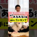 【思わず笑っちゃう】犬のあるある行動ランキング#dog #犬のしつけ #犬のいる暮らし