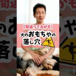 【それ、間違ってるかも】犬のおもちゃの落し穴#dog #犬のしつけ #犬のいる暮らし