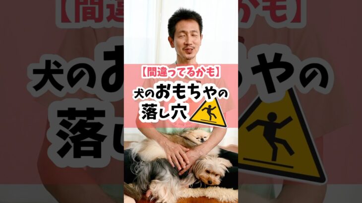 【それ、間違ってるかも】犬のおもちゃの落し穴#dog #犬のしつけ #犬のいる暮らし