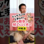 ドッグランは大丈夫なのにお散歩は吠えちゃう犬、どうして？#dog #犬のいる暮らし #犬のしつけ