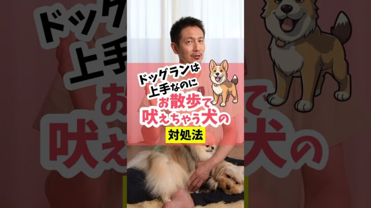 ドッグランは大丈夫なのにお散歩は吠えちゃう犬、どうして？#dog #犬のいる暮らし #犬のしつけ