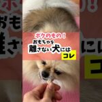 オモチャを離さない犬にはコレを試してみて！#dog #犬のいる暮らし #犬のしつけ