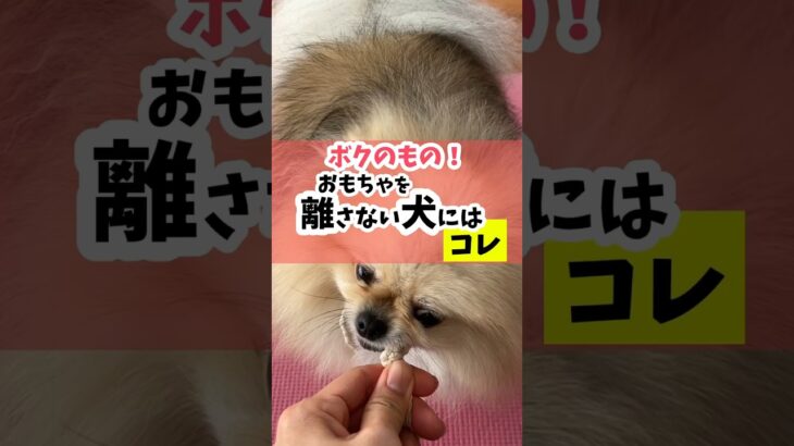 オモチャを離さない犬にはコレを試してみて！#dog #犬のいる暮らし #犬のしつけ