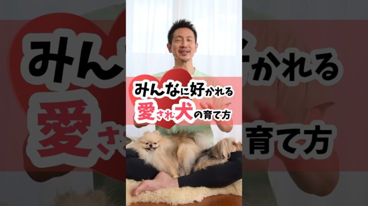 みんなに好かれる、愛され犬の育て方#dog #犬のしつけ #犬のいる暮らし