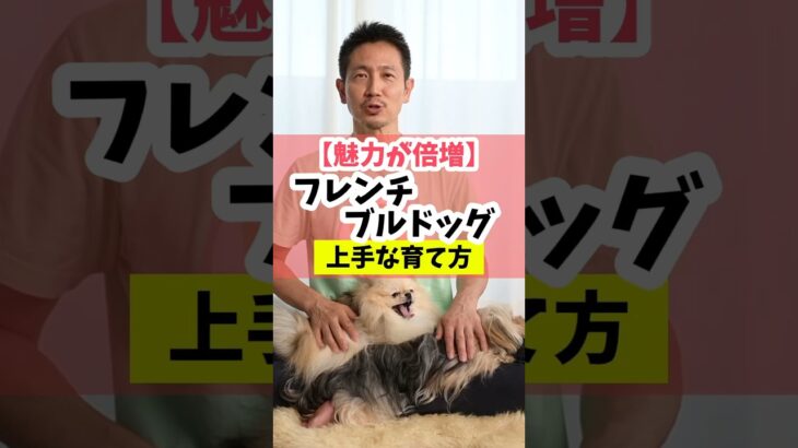 【魅力が倍増】フレンチブルドッグの上手な育て方#dog#犬のしつけ#犬のいる暮らし