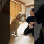 どうしても誘惑が勝つゴールデンレトリバー#犬 #dog #cute #しつけ