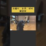 【ルディ】子犬のしつけ中に見聞色の覇気を使われました。 #dog #犬 #shorts