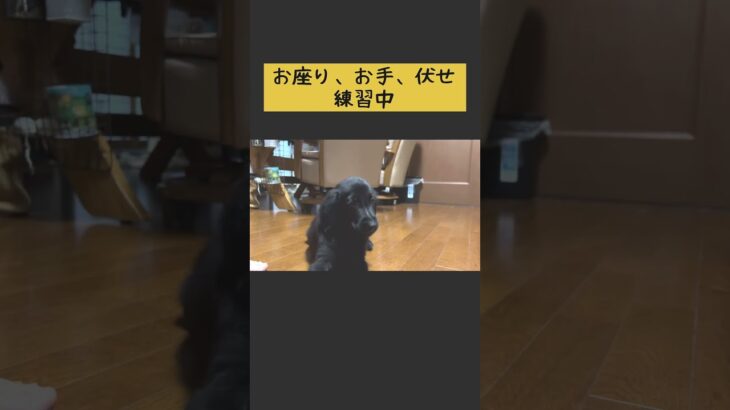 【ルディ】子犬のしつけ中に見聞色の覇気を使われました。 #dog #犬 #shorts