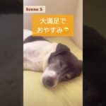 【ドッグトレーニング】犬のお散歩ってショッピングみたい #犬のトレーニング #ドッグトレーナー #お散歩 #犬のしつけ #犬のいる暮らし #犬の散歩 #dog training #shorts